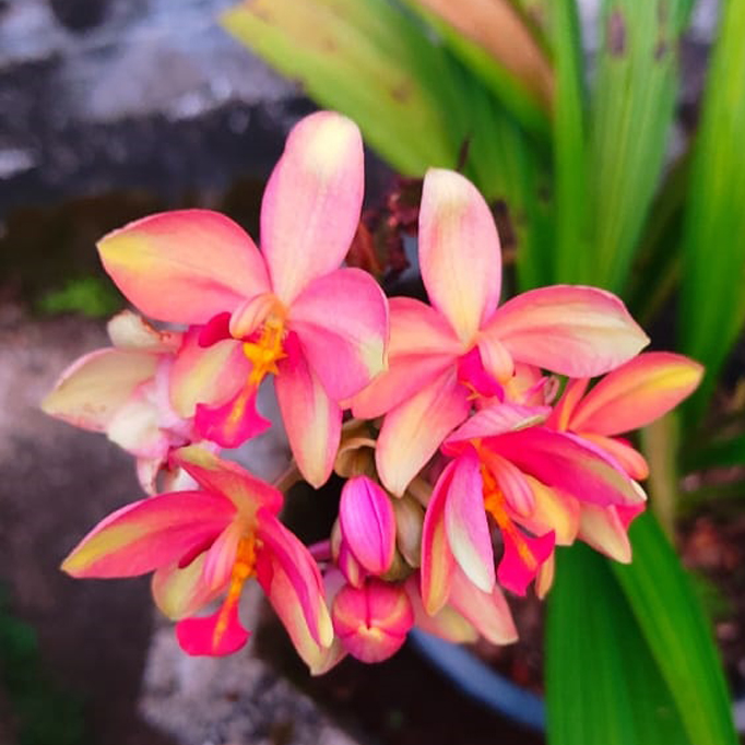 spathoglottis ground orchid